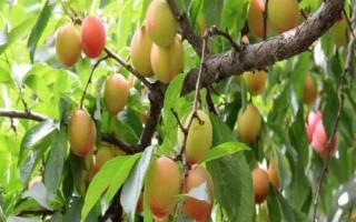 李子樹苗的品種推薦，脆紅李和胭脂李市場(chǎng)認(rèn)可度高