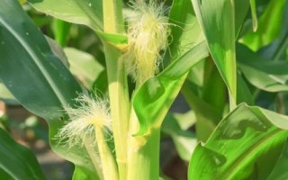 禾平601（利禾771）玉米種子特點，4月20日后播種
