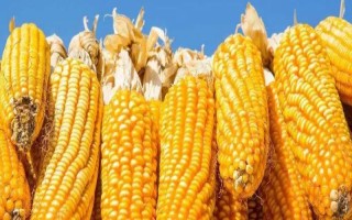 大民399玉米種子特征特性，中抗大斑?。?-5級）