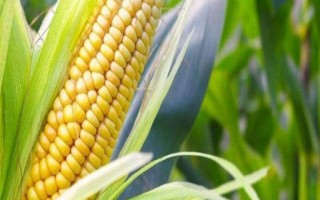 濮玉5號玉米種子特點，夏播生育期97-100天