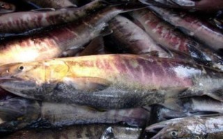 馬哈魚有沒有鱗，是一種有鱗的魚