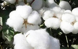 中棉所9705棉花種子簡介，高抗棉鈴蟲
