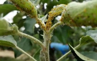 對(duì)果樹(shù)使用農(nóng)藥的原則，選擇正確的藥物才能起到防效
