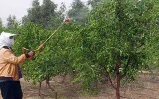啶蟲脒的使用方法和用量，可防治蔬菜、棗、蘋果樹上的蚜蟲