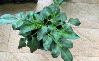 讓大麗花再度花繁葉茂的技巧，芽高3-4厘米時移到有散射光源照射到的地方