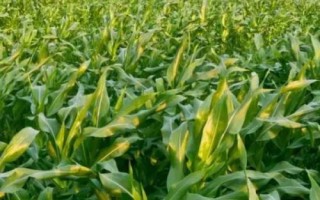 峰科950玉米品種的特性，中抗大斑?。?MR）