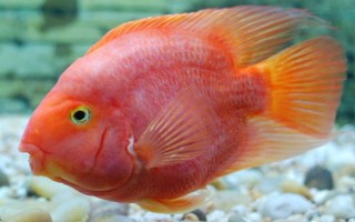 鸚鵡魚一直待在角落的原因，水溫水質(zhì)不佳、水中氧氣不足等因素均會導(dǎo)致