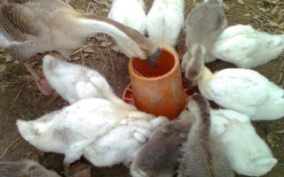 獅頭鵝的養(yǎng)殖方法，養(yǎng)殖密度不可過大