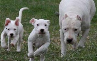 高加索犬和藏獒誰更厲害，高加索犬的體型更大但藏獒更兇猛