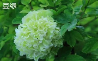 牡丹花的寓意，寓意富貴圓滿、端莊秀雅等