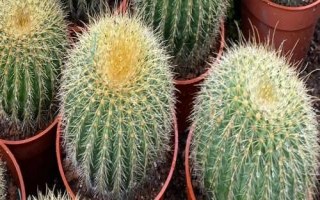 仙人球腐爛如何處理，可切除腐爛部位、再涂抹木灰