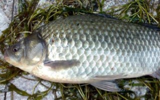 3號(hào)秋田狐鉤釣黃尾魚(yú)怎么樣，適合釣黃尾魚(yú)