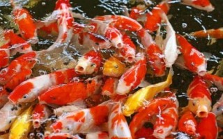 錦鯉身體彎曲的原因及治療方法，找準(zhǔn)原因?qū)ΠY下藥