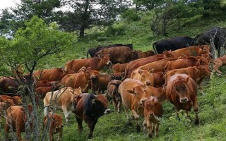 養(yǎng)100頭牛需要投資多少錢，大約合計(jì)1251000元左右
