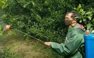柑橘煤污病的發(fā)病特點(diǎn)，在葉片、枝梢及果實(shí)的表面有黑色的煤污斑