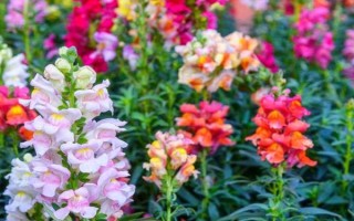 秋季適合種哪些花，可以種菊花、桂花、蝴蝶蘭等