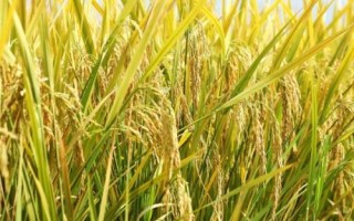邦兩優(yōu)郁香水稻種子特征特性，全生育期早稻130.0天