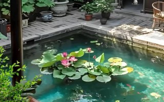 荷花光照不夠怎么處理，可移到光照好的環(huán)境中