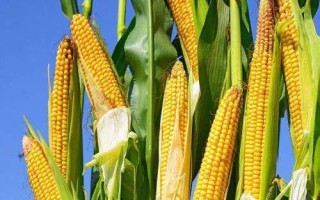 GD2002玉米種子特征特性，密度5000株/畝左右