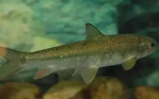 鰣魚的價(jià)格，一斤需要50-200元左右