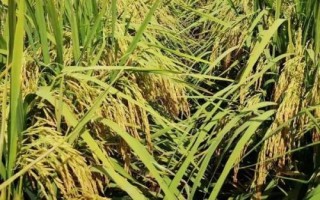連黑糯1號水稻種簡介，大田用種量每畝3~4公斤