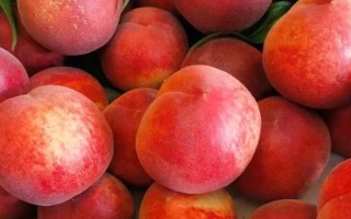 水蜜桃成熟所需時(shí)間，開花后需要3-4個(gè)月才能結(jié)果成熟