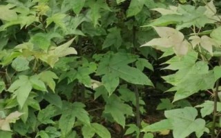 三角楓的種子育苗技術(shù)，應(yīng)選用當(dāng)年采收的種子播種