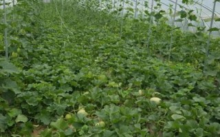 種植甜瓜使用什么肥料，不同時期所用的肥料有區(qū)別