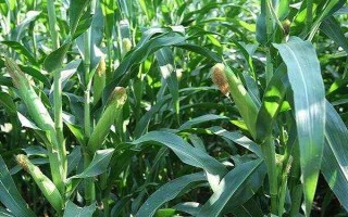 禾盛玉618玉米種子特征特性，4月上旬播種