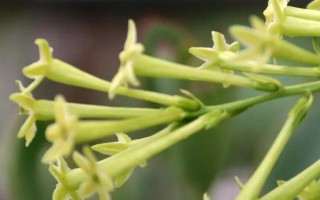 夜來香能不能放臥室，香氣濃郁不適合放在臥室養(yǎng)殖