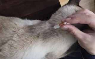 貓咪感染蜱蟲的癥狀，會(huì)出現(xiàn)局部瘙癢、疼痛和炎癥的現(xiàn)象