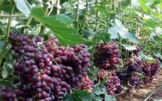 葡萄收獲后什么時(shí)候修剪，最佳時(shí)期在采果后20天左右