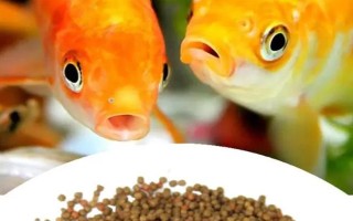 養(yǎng)金魚一定要用氧泵嗎，需根據飼養(yǎng)的數(shù)量來決定