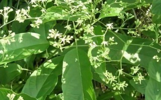 大青葉冬天會(huì)不會(huì)凍死，在冬天可以正常生長不會(huì)被凍死