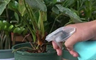 夏季怎么對(duì)紅掌澆水，每天均可澆一次