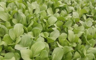 樹底下適合種什么菜，可以種生菜、菠菜、韭菜等