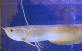 銀龍魚不吃東西的原因，可能是不適應新環(huán)境或水溫過低等