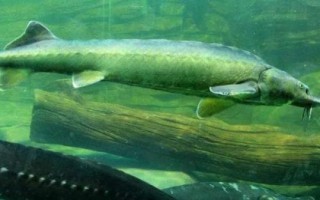 中華鱘的生活習(xí)性，是以動(dòng)物性食物為主的雜食性魚類