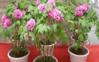 牡丹花如何養(yǎng)護(hù)，適宜在松軟肥沃的土壤里生長(zhǎng)