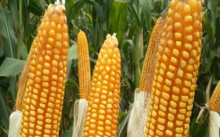 綠城789玉米種子介紹，生育期春季平均109天