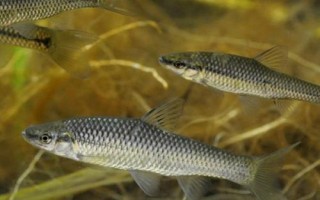 垂釣麥穗魚(yú)需要釣半水還是釣底，釣半水的效果一般會(huì)更好