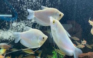 曼龍魚多久換一次水，兩至三天換一次水