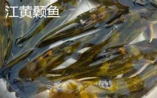 黃骨魚(yú)養(yǎng)多久才能上市，需養(yǎng)殖12-13個(gè)月才能售賣