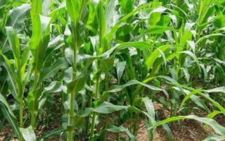 DY918玉米品種的特性，全生育期100天左右