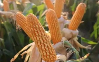 兆和402玉米品種簡(jiǎn)介，兆和402生育期120.1天