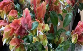 蝦衣花的繁殖方法，可扦插、播種或壓條繁殖