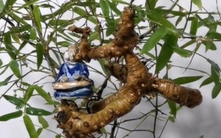 簕竹的養(yǎng)殖方法，生長(zhǎng)期要每隔3天澆一次水
