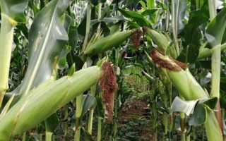 先玉1809玉米種子特征特性，出苗至成熟110天左右