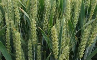 青研紫麥1號小麥種子特征特性，適宜播期10月5～15日
