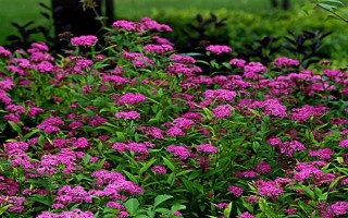 繡線菊的品種介紹，常見的有金山繡線菊、日本繡線菊等